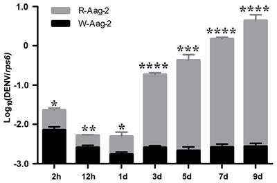 Wolbachia Inhibits Binding of Dengue and Zika Viruses to Mosquito Cells